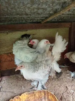 Brahma Chickens