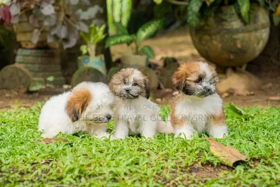 Shih Tzu Puppies