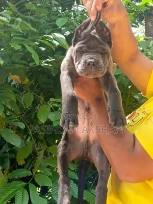 CANE CORSO PUPPY
