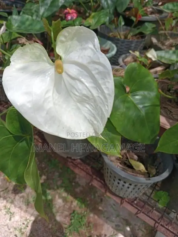 ඇන්තූරියම් පැළ