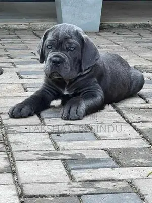 CANE CORSO PUPPI