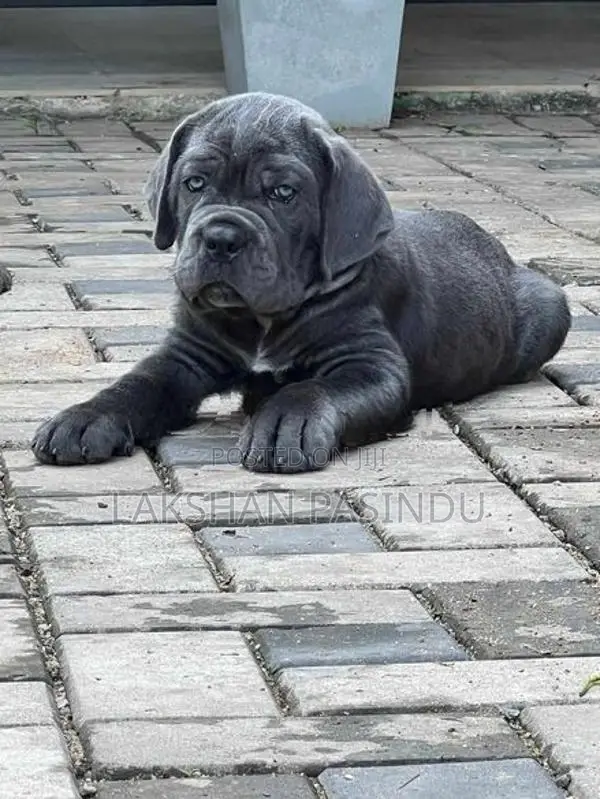 CANE CORSO PUPPI
