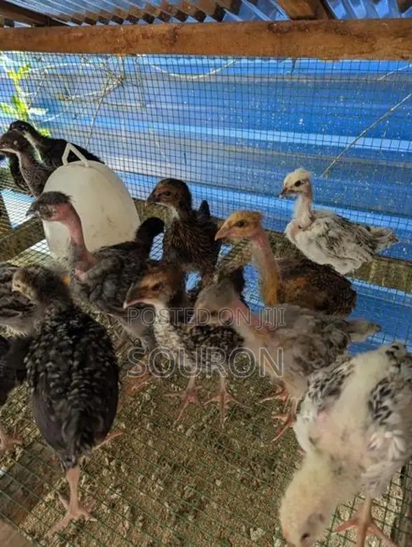 Chickens