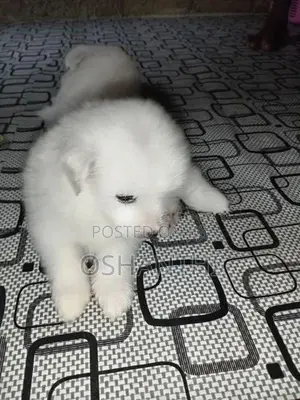 Lion pomeranian