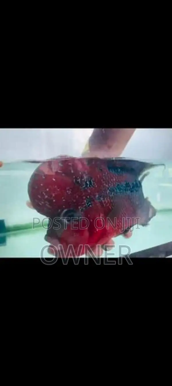 Flowerhorn Fish