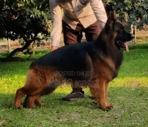 German Shepherd Puppies