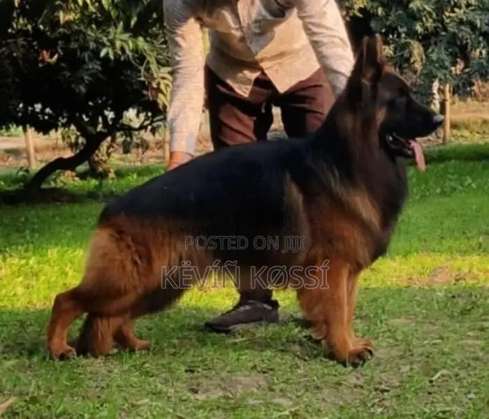 German Shepherd Puppies