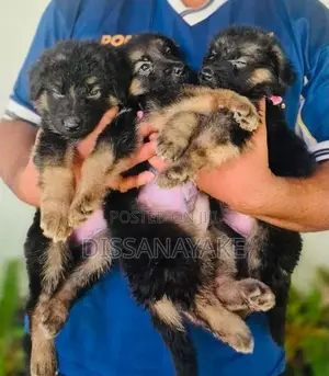 Long Coat German Shepherd Puppy