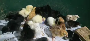 நாட்டுகோழி குஞ்சு