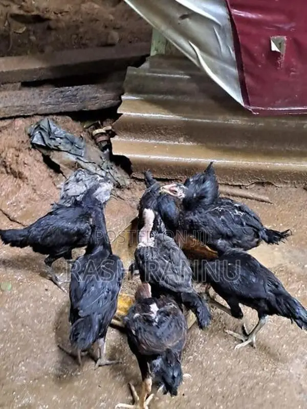 Farm Chicken