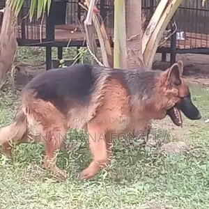 German Shepherd Puppies