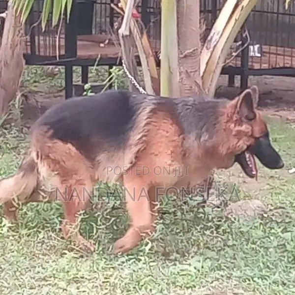 German Shepherd Puppies