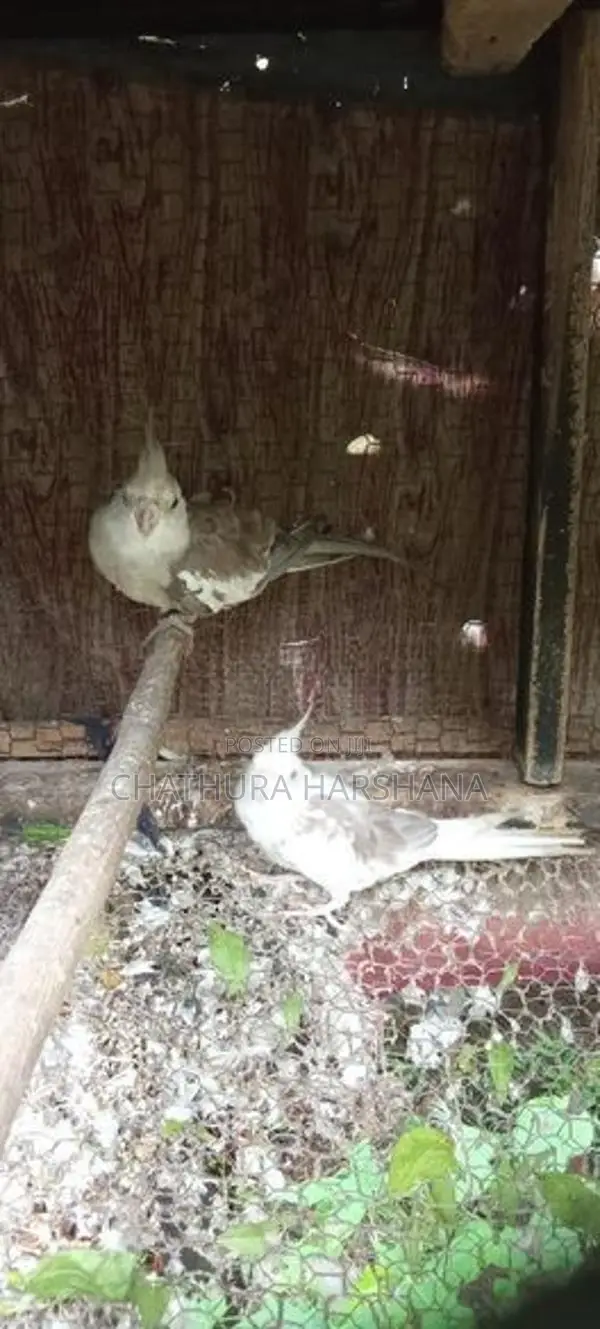 Cocktail birds
