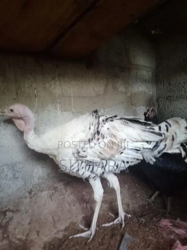 Kalukum Chicken