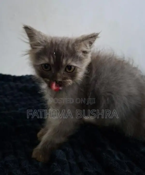 Persian kittens