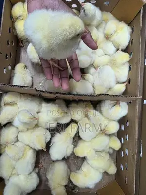 Broiler Chicken