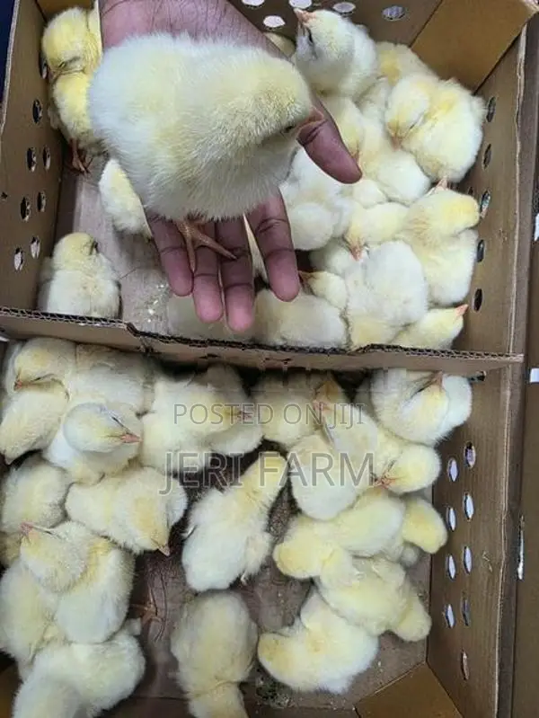Broiler Chicken