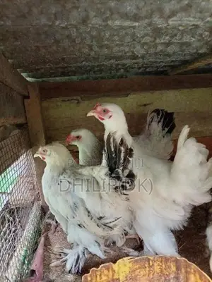 Brahma Chickens