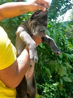 CANE CORSO PUPPY