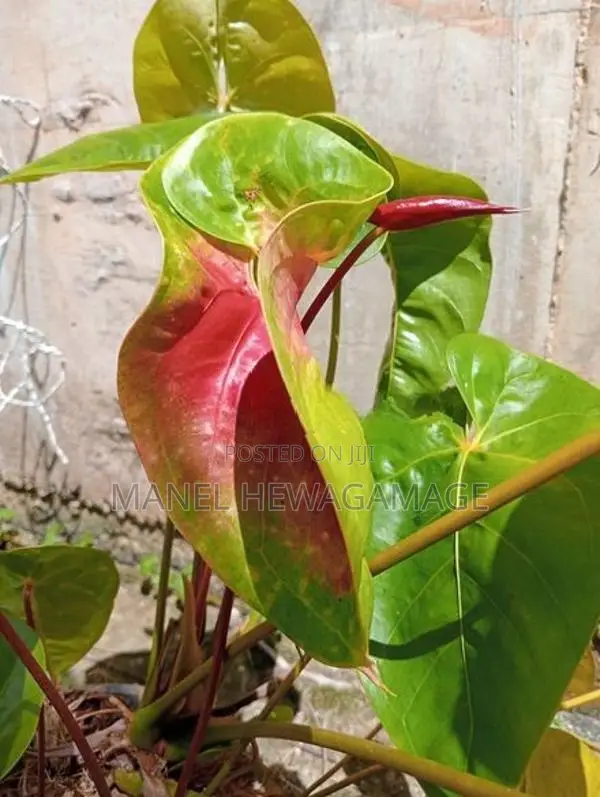 ඇන්තූරියම් පැළ