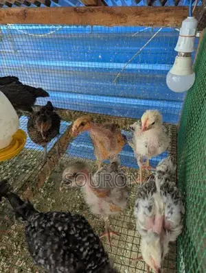 Chickens