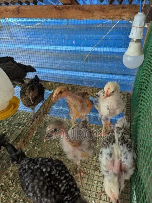 Chickens
