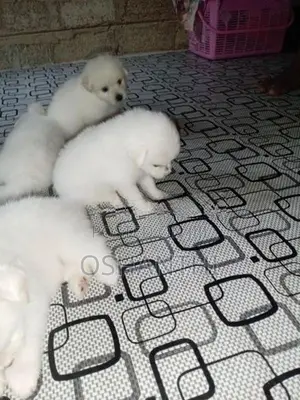 Lion pomeranian