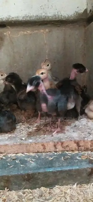 நாட்டுகோழி குஞ்சு