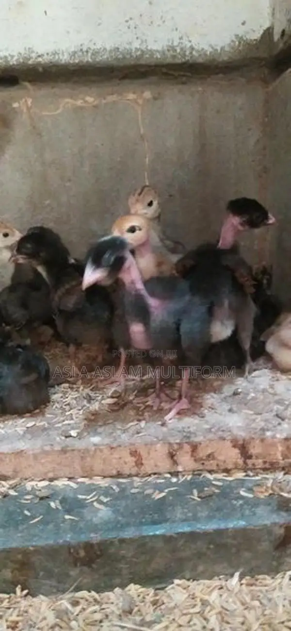 நாட்டுகோழி குஞ்சு