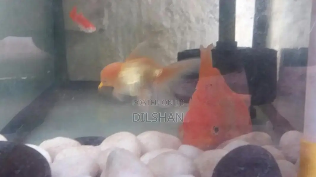 ගෝල්ඩ් ෆිෂ්