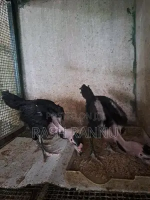 Farm Chicken