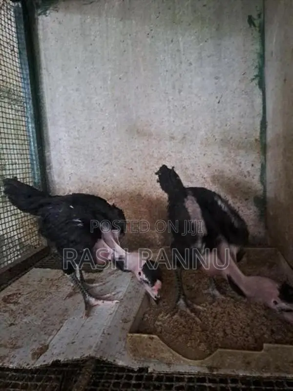 Farm Chicken