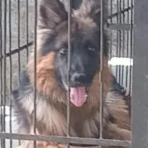 German Shepherd Puppies