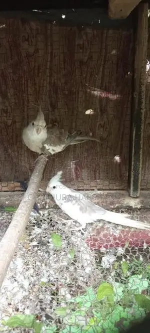 Cocktail birds
