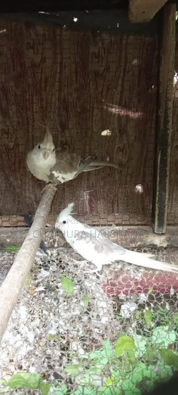 Cocktail birds