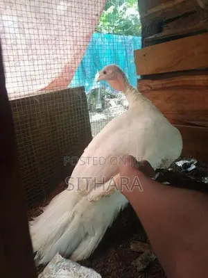 Kalukum Chicken