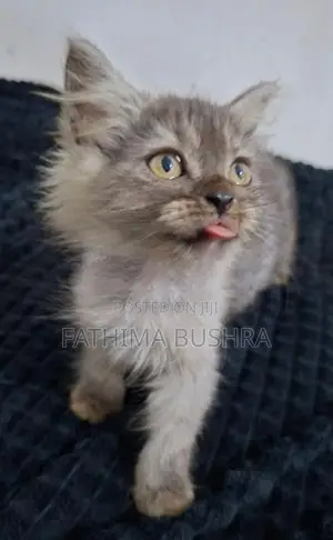Persian kittens