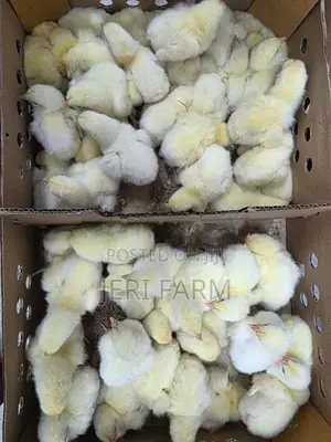 Broiler Chicken