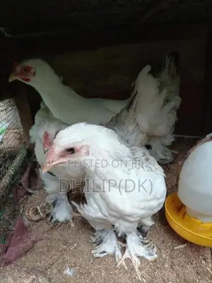 Brahma Chickens