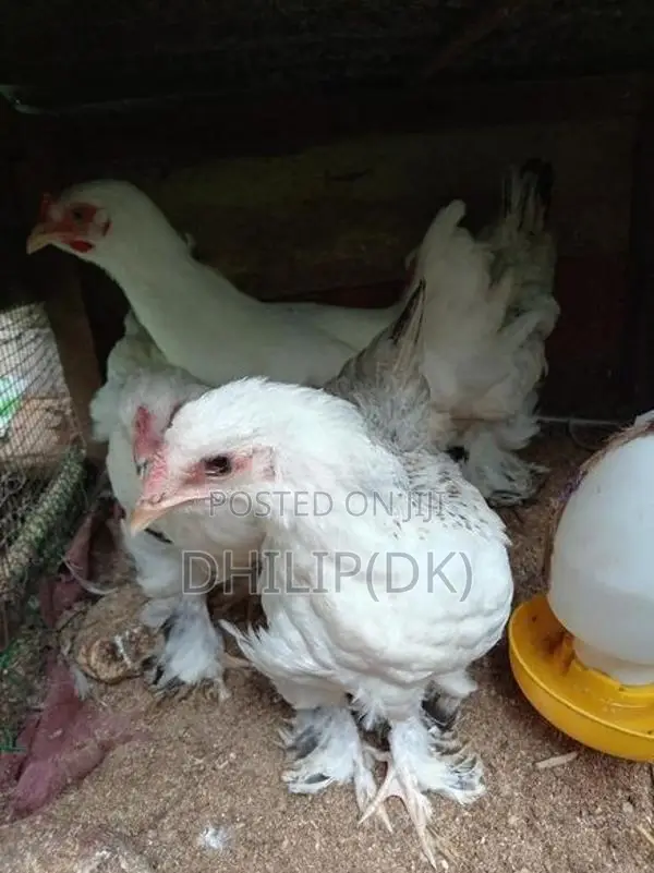 Brahma Chickens