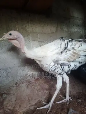 Kalukum Chicken