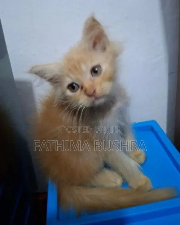 Persian kittens