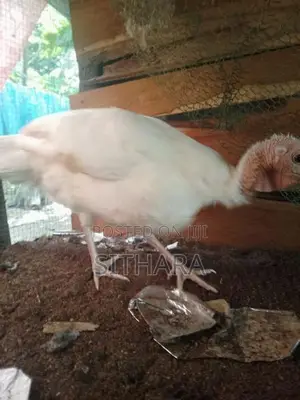 Kalukum Chicken