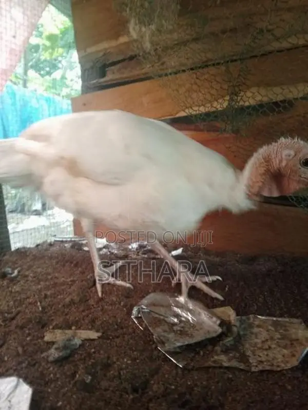 Kalukum Chicken