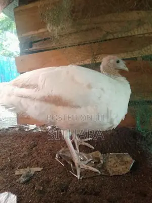 Kalukum Chicken