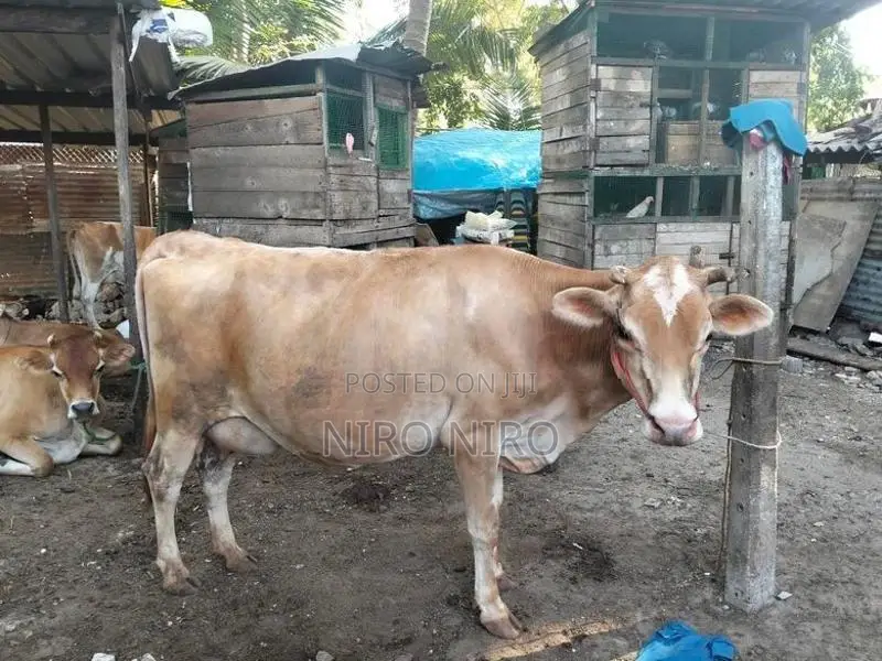 Milk Cow