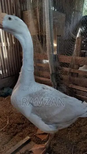 Goose
