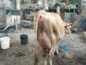 Milk Cow