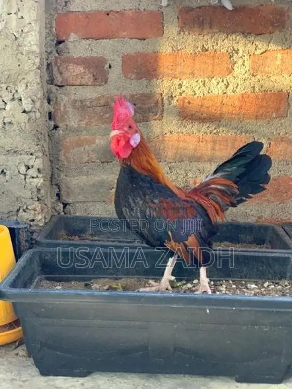 OEG Bantam