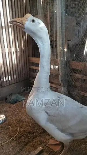 Goose